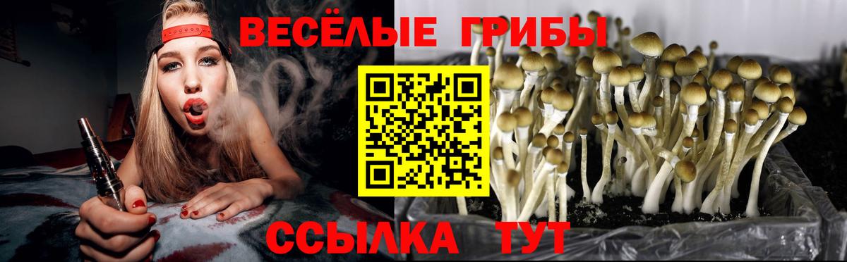 Галлюциногенные грибы Cubensis  Вход с VPN  Будённовск  Галлюциногенные грибы прущие грибы 